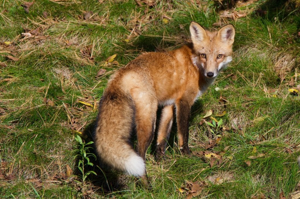 A young fox looks back at the camera while standing in grass