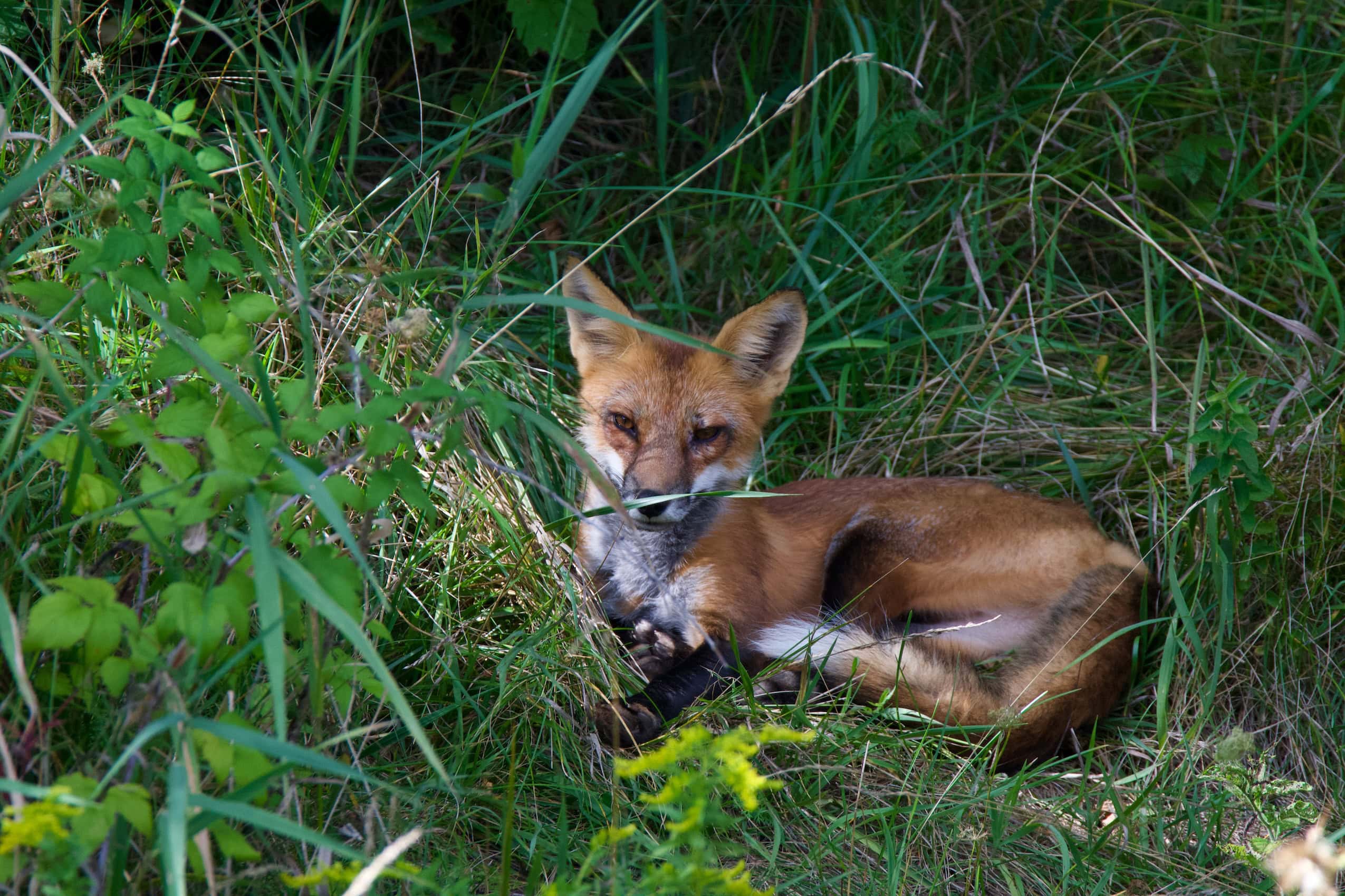 A young fox sits in the grass and peers at the camera