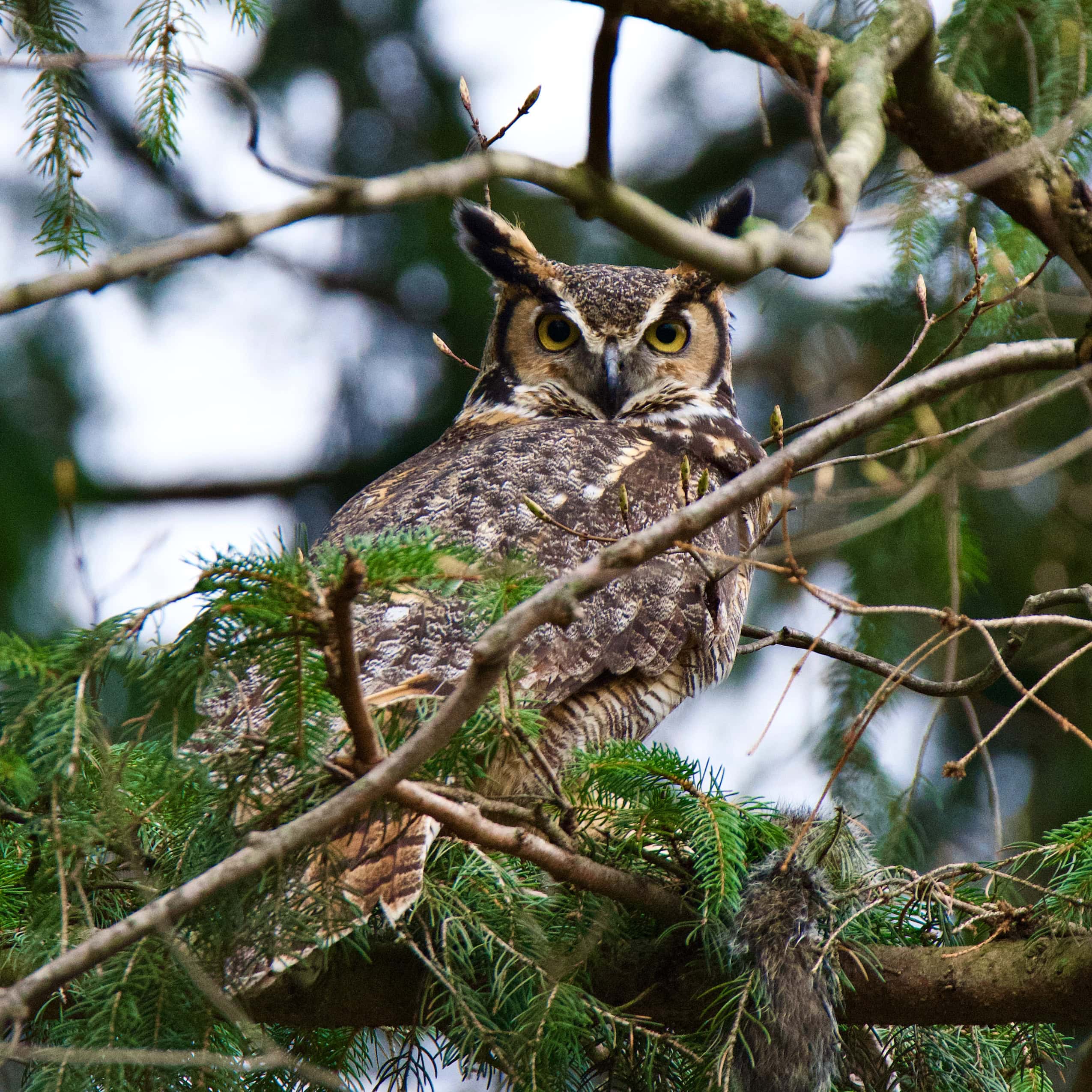 An adult great horned owl sits on a branch, surrounded by shrubbery, looking straight at the camera