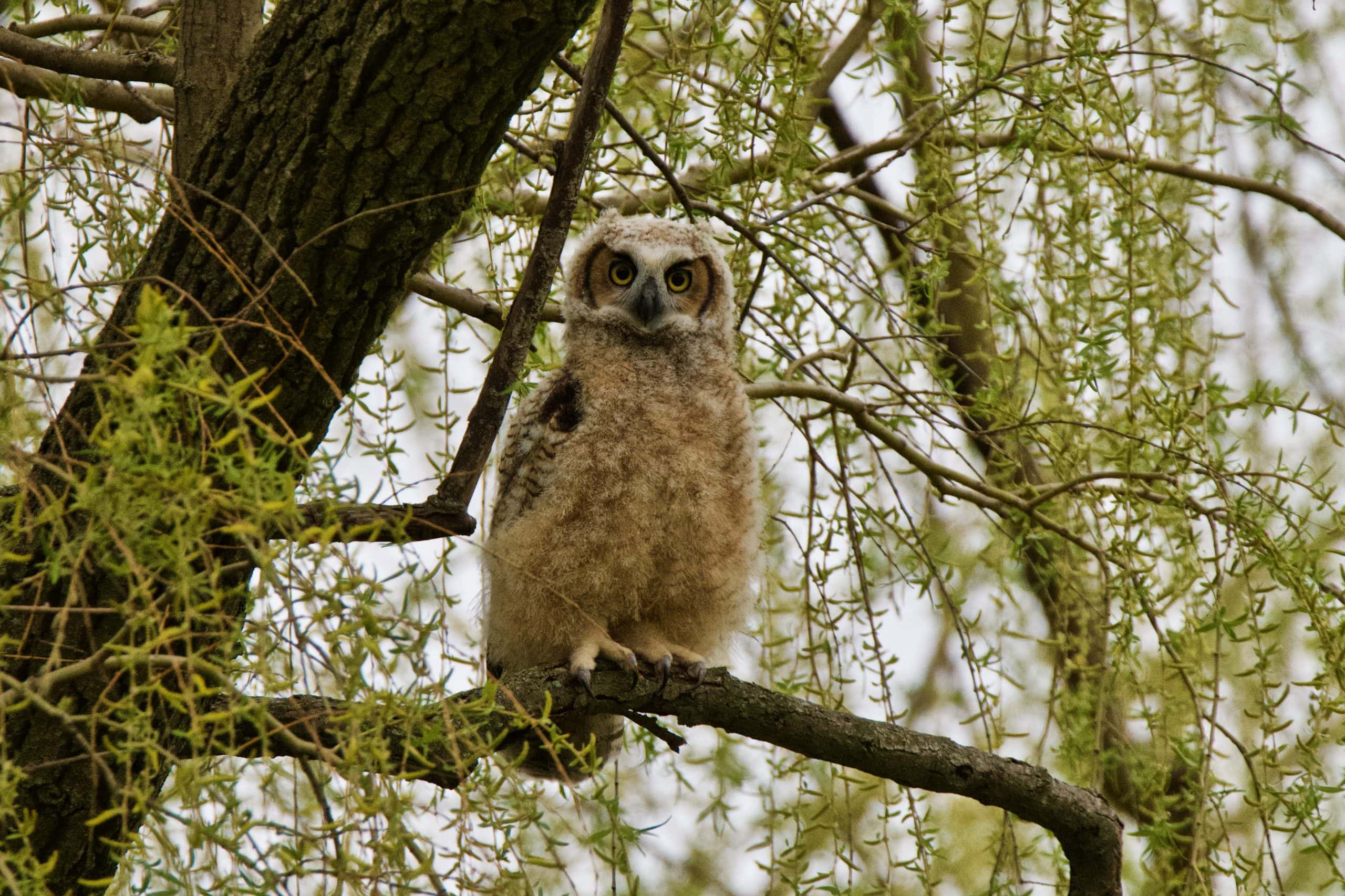 A young great horned owl perches on a tree branch, looking straight at the camera