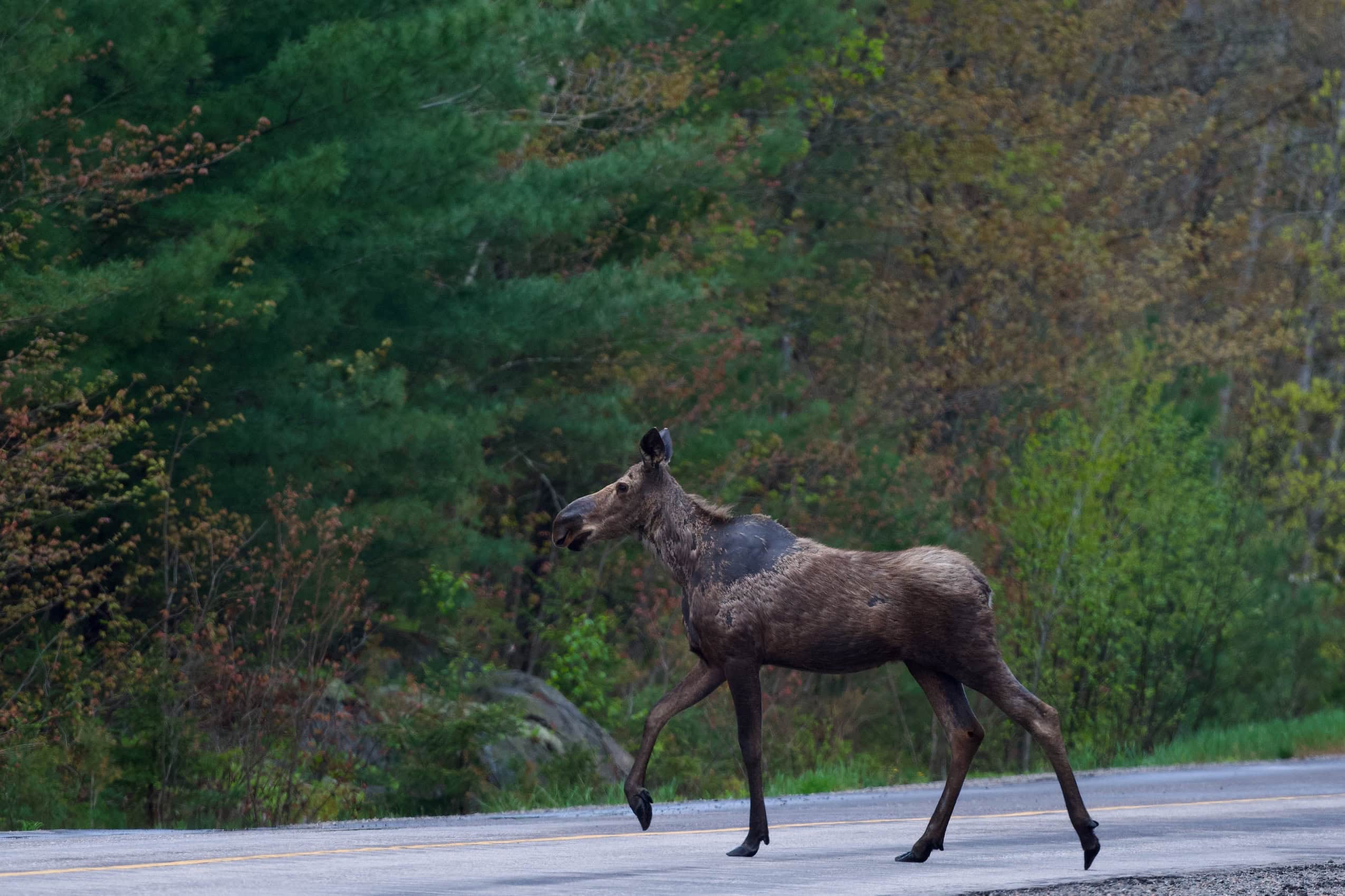 A young moose with patch of fur missing on its back walks across a paved road