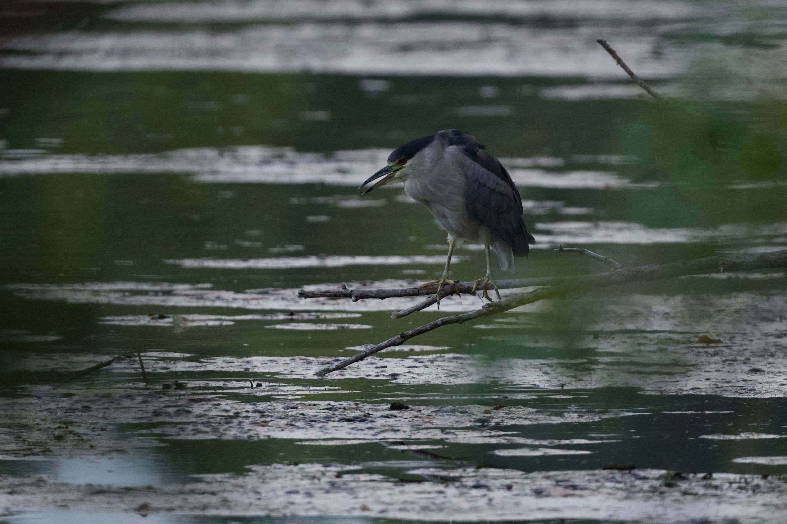 A night heron balances on a stick over water