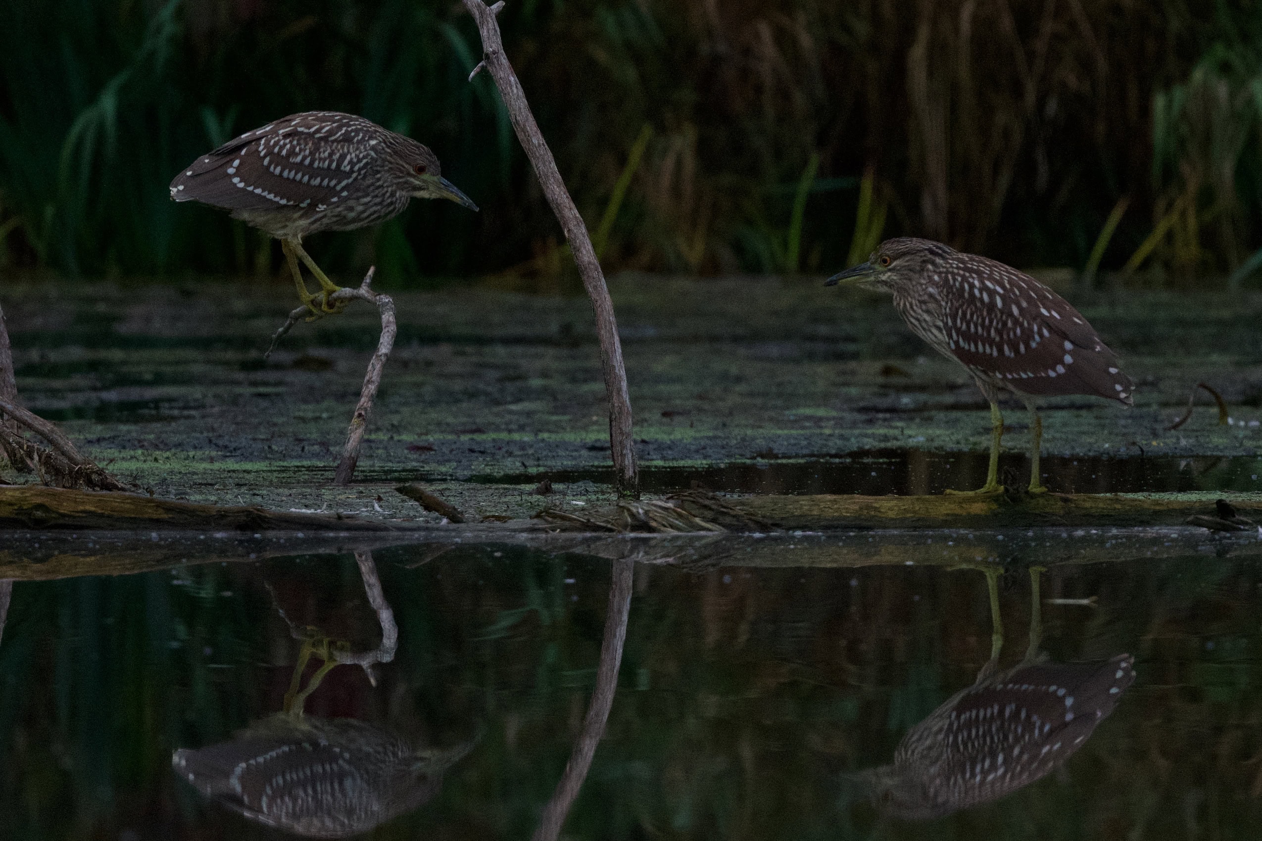 Two night herons sit on sticks above clear glass water