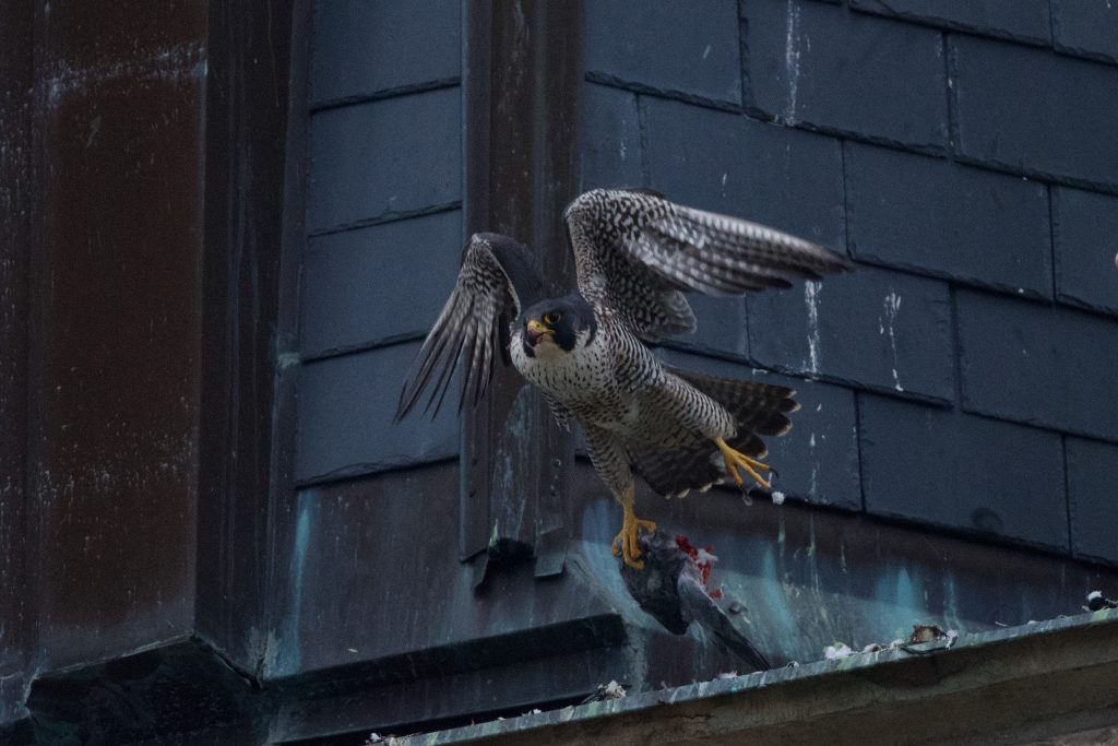 A peregrine falcon takes off from a rooftop with a partially eaten rodent in its talon