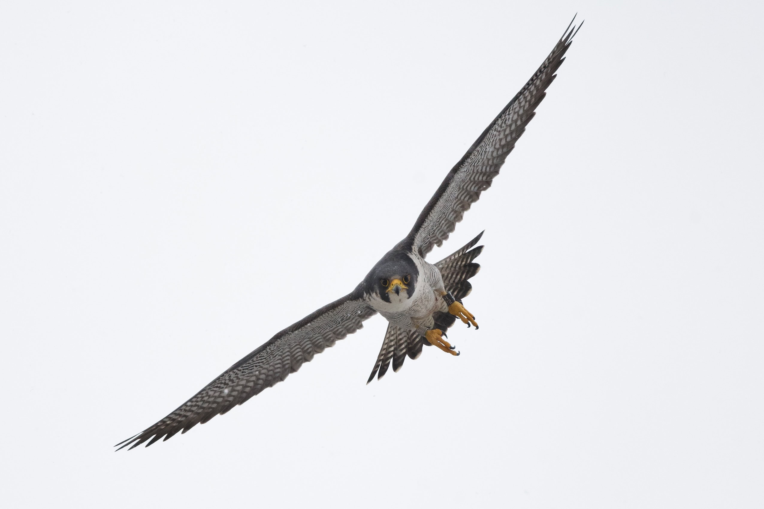 A peregrine falcon with a tag on its leg flies towards the camera