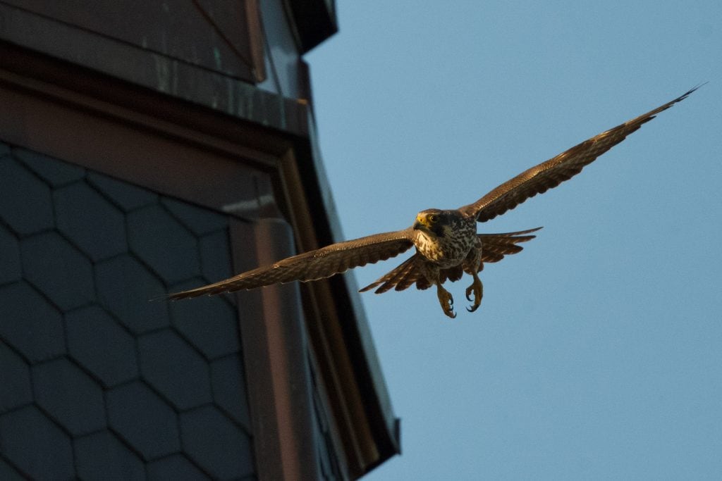 A peregrine falcone swoops down from a rooftop under blue sky
