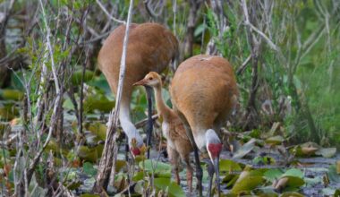 Two adult sandhill cranes dip their beaks among lily pads while their young looks up