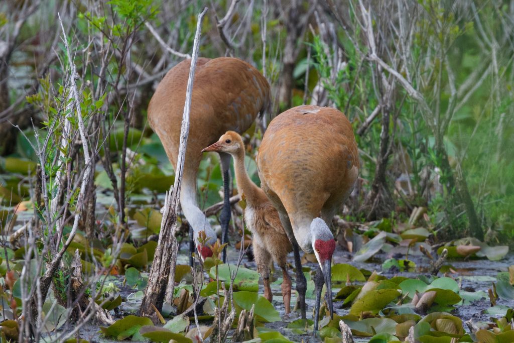 Two adult sandhill cranes dip their beaks among lily pads while their young looks up