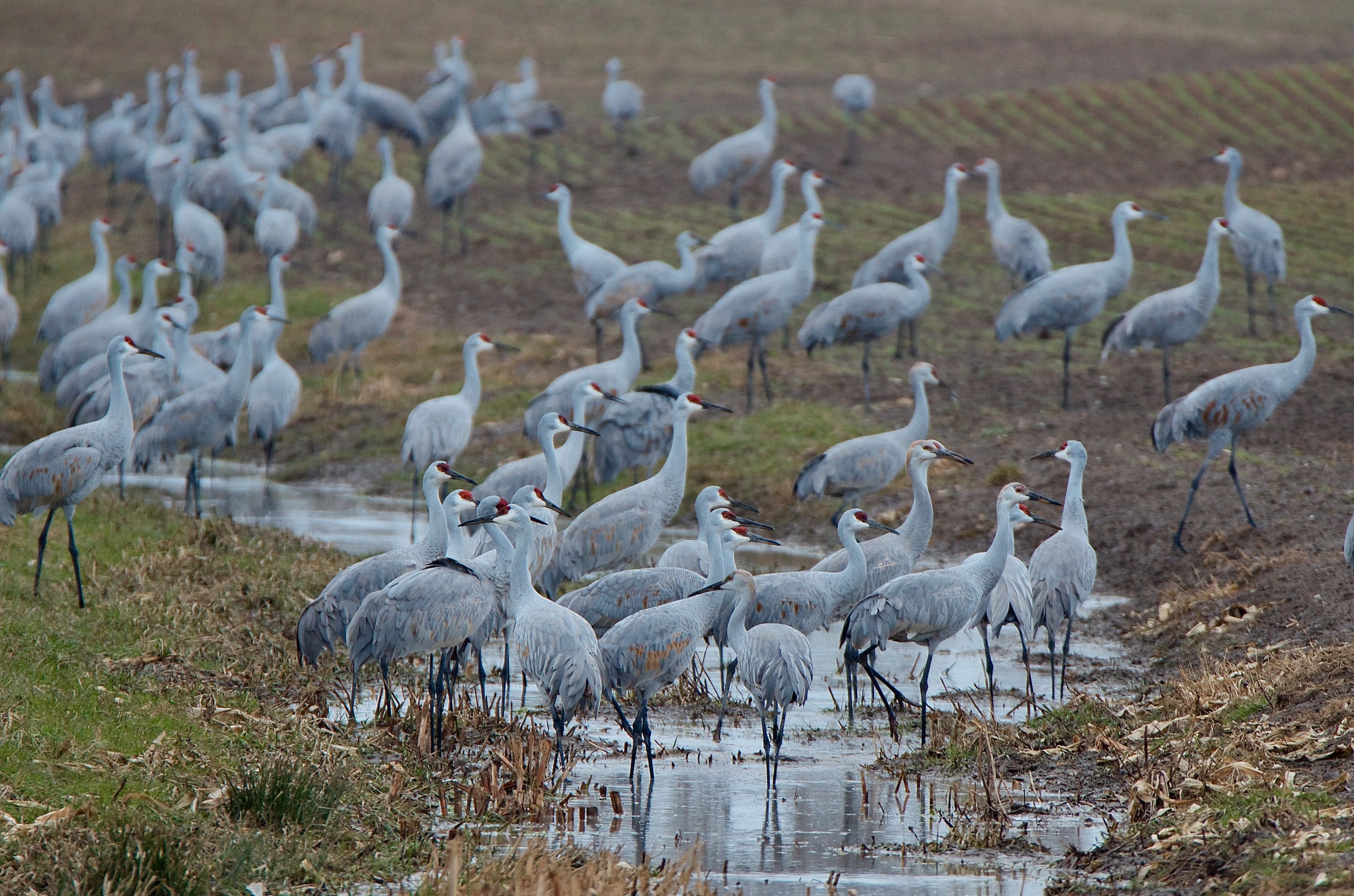 A cluster of sandhill cranes gather around a small creek through farmers fields