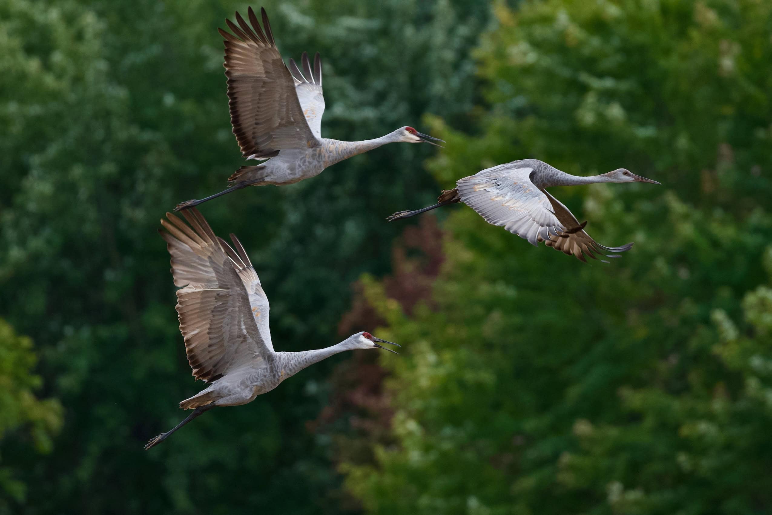 A young sandhill crane and two adults fly in front of trees