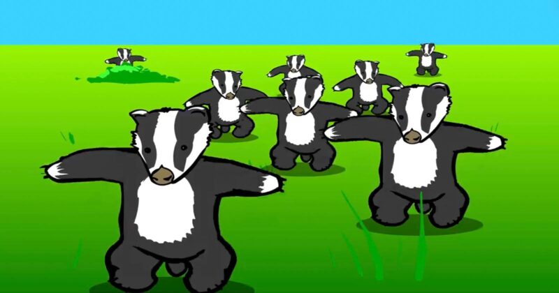 Cartoon illustration of several black and white badgers standing upright with their arms out, spread across a bright green field under a blue sky.