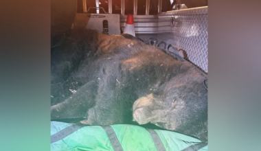 Bear released without charges after being arrested in East Vancouver