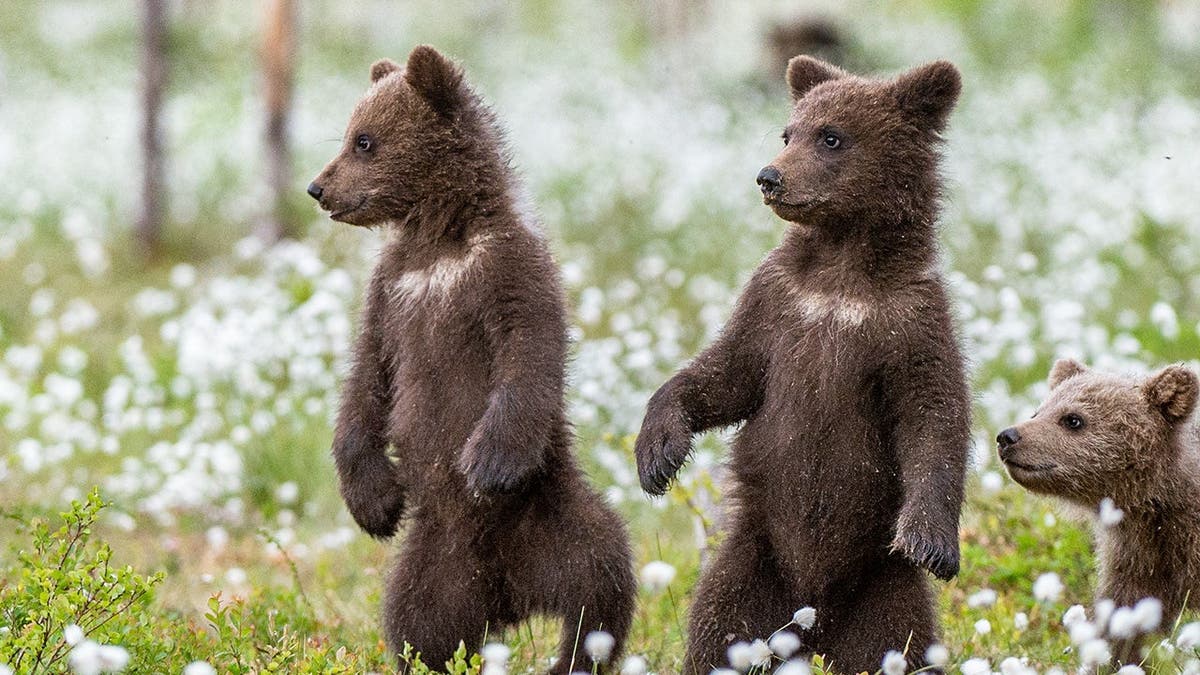 A look at young bear cubs