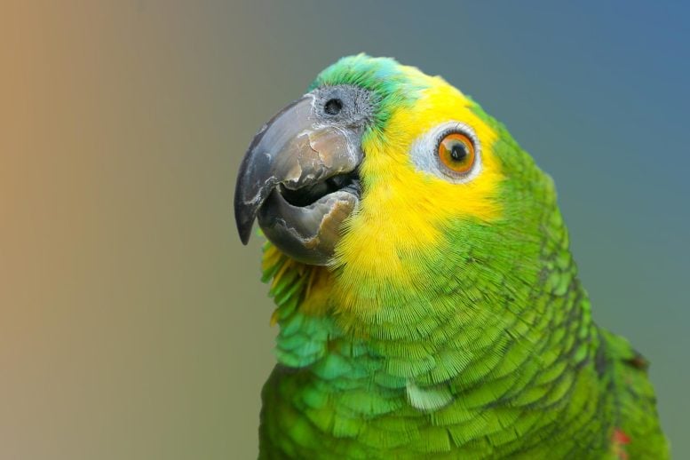 Blue Fronted Amazon Parrot
