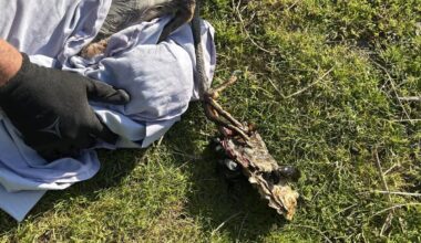 Watch: Blue heron rescued from giant oyster clamped onto its foot