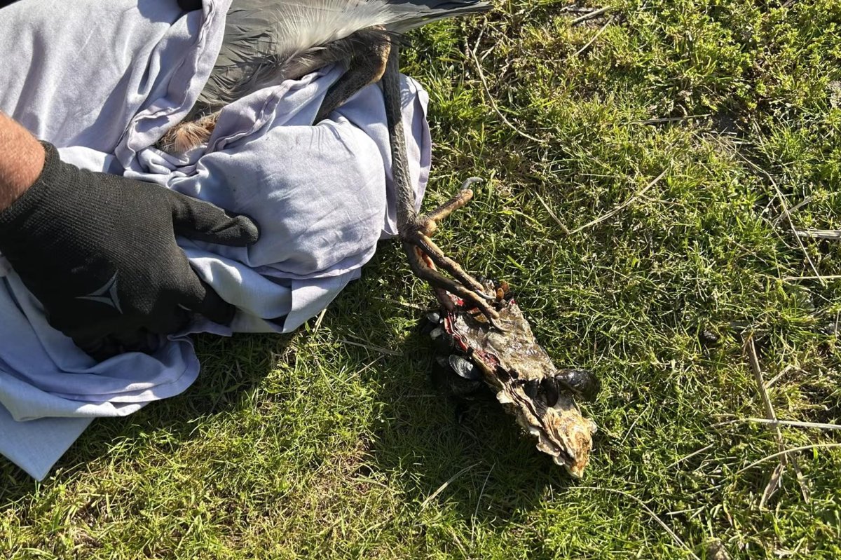 Watch: Blue heron rescued from giant oyster clamped onto its foot