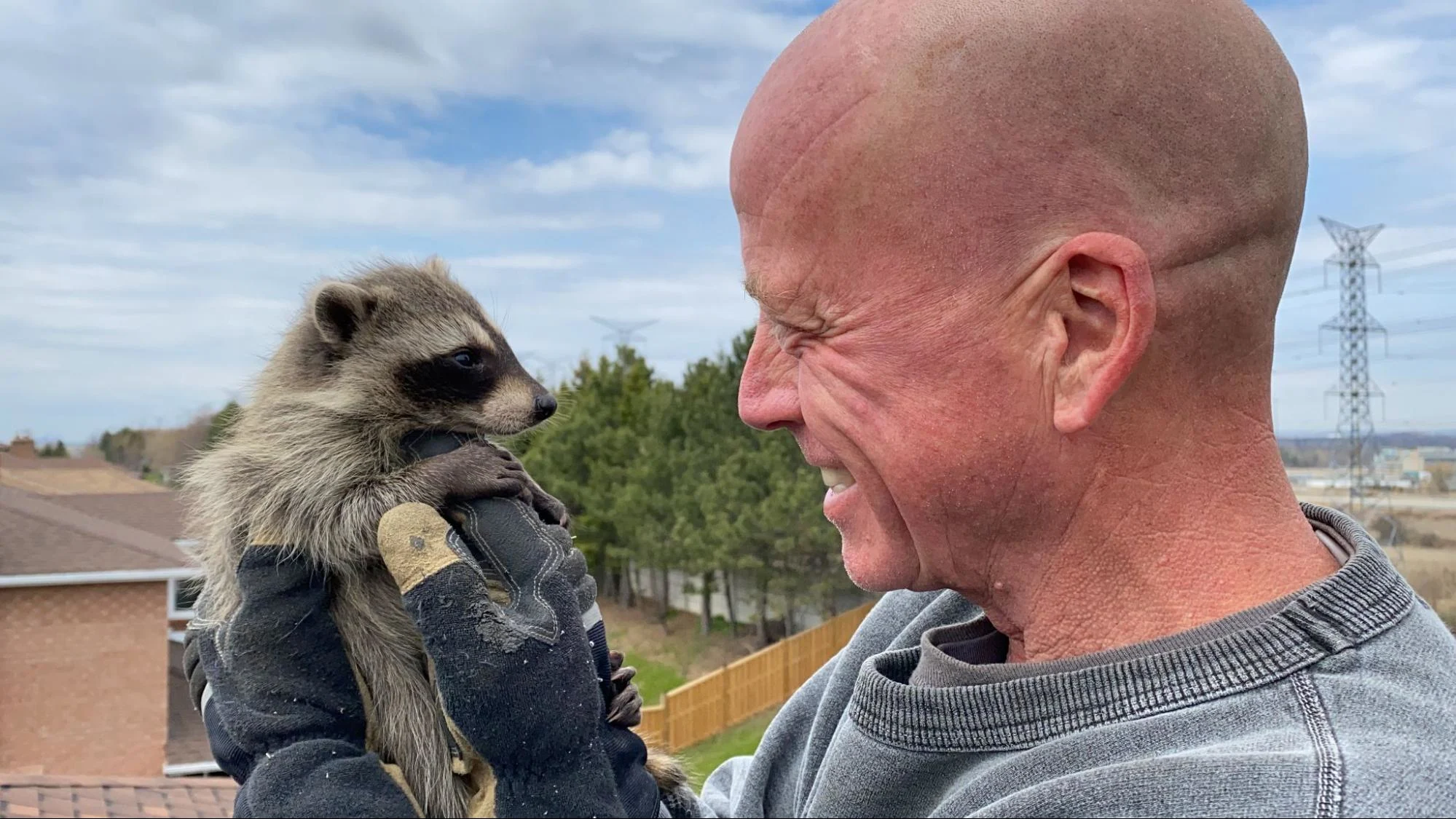 Brad Gates Wildlife Control Raccoon