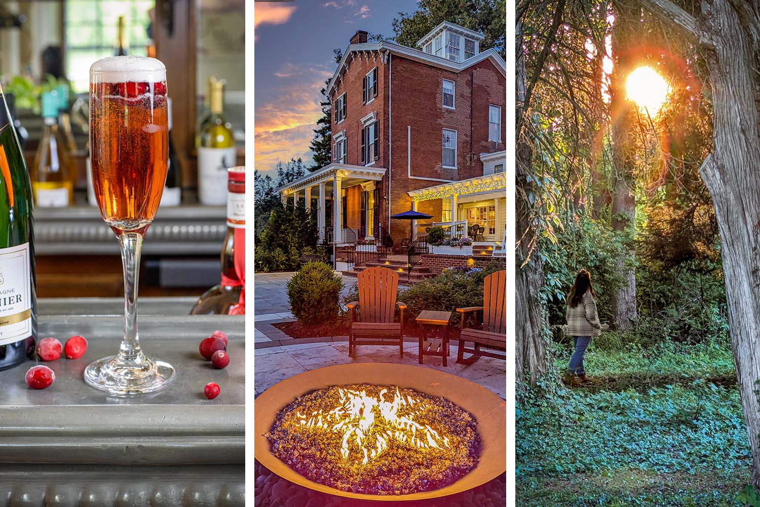A triptych feature image for Brampton 1860 spring: on the left, a sparkling cranberry Poinsettia cocktail in a tall champagne flute with fresh cranberries scattered on a metal bar surface beside a Champagne Pannier bottle; in the center, the Brampton 1860 firepit burning at dusk with Adirondack chairs and the illuminated red brick historic manor house glowing against a dramatic orange and purple sunset sky; on the right, a woman in a plaid jacket standing between two large ancient cedar trees on the Brampton woodland trail, facing a burst of golden sunset light breaking through the canopy overhead with ivy and clover covering the forest floor below