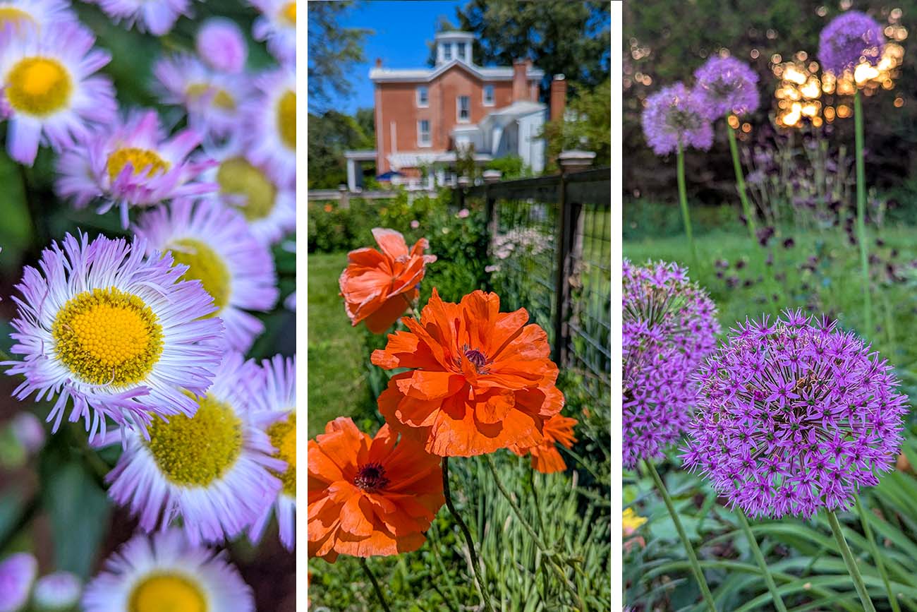 A triptych garden image from the Brampton 1860 grounds in spring: on the left, a macro close-up of delicate pale pink and white fleabane daisy blooms with bright yellow centers clustered together; in the center, two vivid orange poppy flowers with dark centers blooming in the vegetable and flower garden with the red brick Brampton 1860 manor house visible above a wooden garden fence under a blue sky; on the right, large round purple allium globe flowers glowing in the evening light against a dark green garden background with soft golden bokeh lights from the property visible behind them
