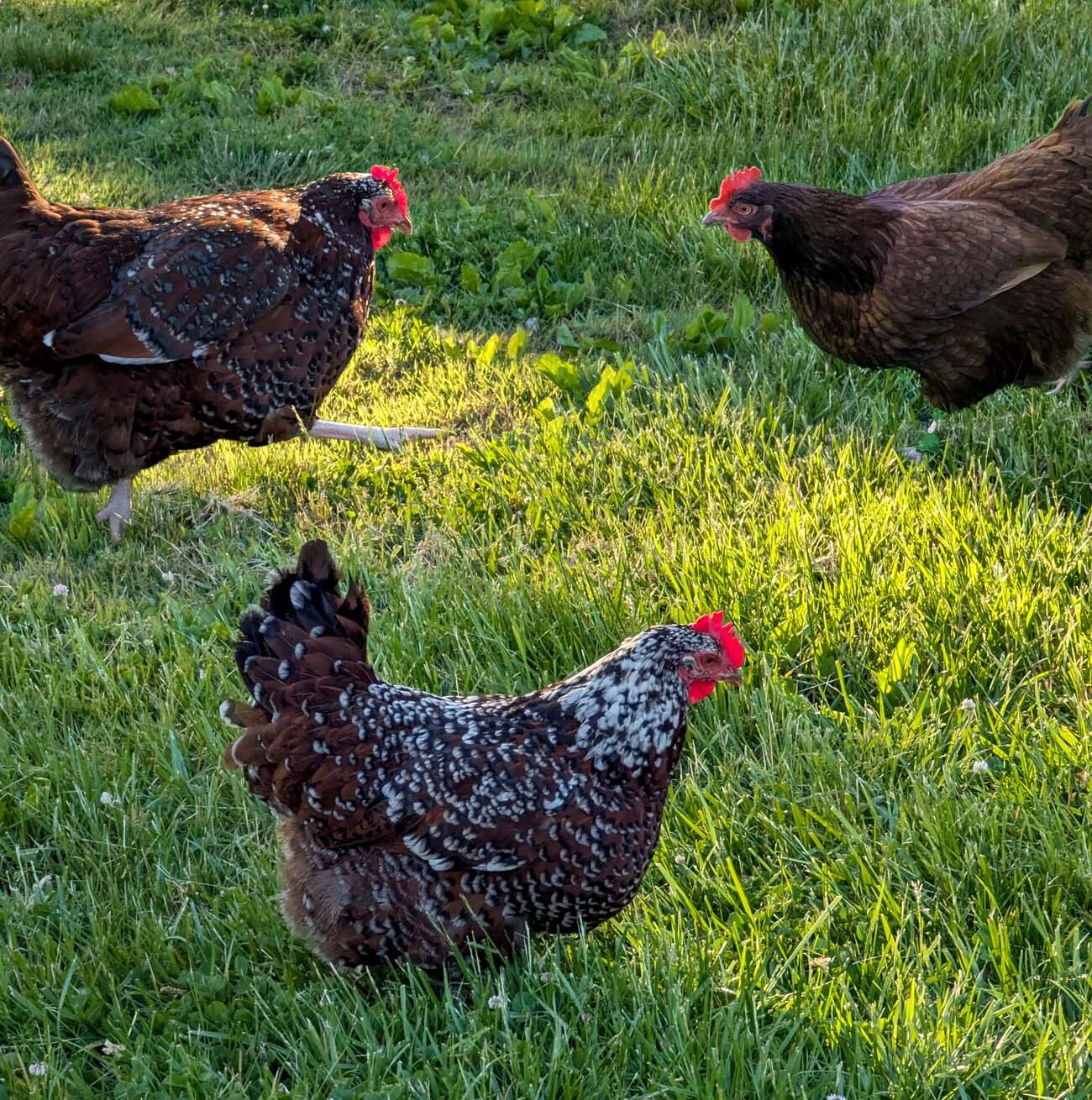 Three heritage breed chickens roaming the lush green spring grass at Brampton 1860 in Chestertown, Maryland, bathed in warm golden evening light: a speckled dark brown and white hen in the foreground facing right, a similar speckled hen walking in the background on the left, and a solid dark brown hen standing in the upper right, all with bright red combs against the vivid green clover-dotted grass