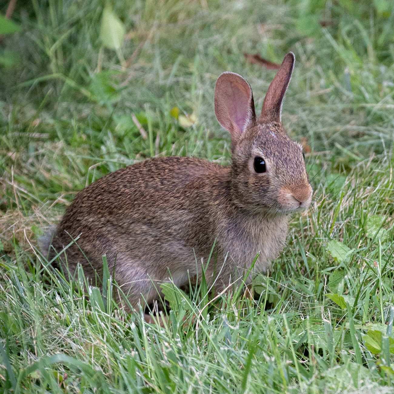 A wild baby eastern cottontail rabbit sitting alert in the green spring grass on the grounds of Brampton 1860 in Chestertown, Maryland