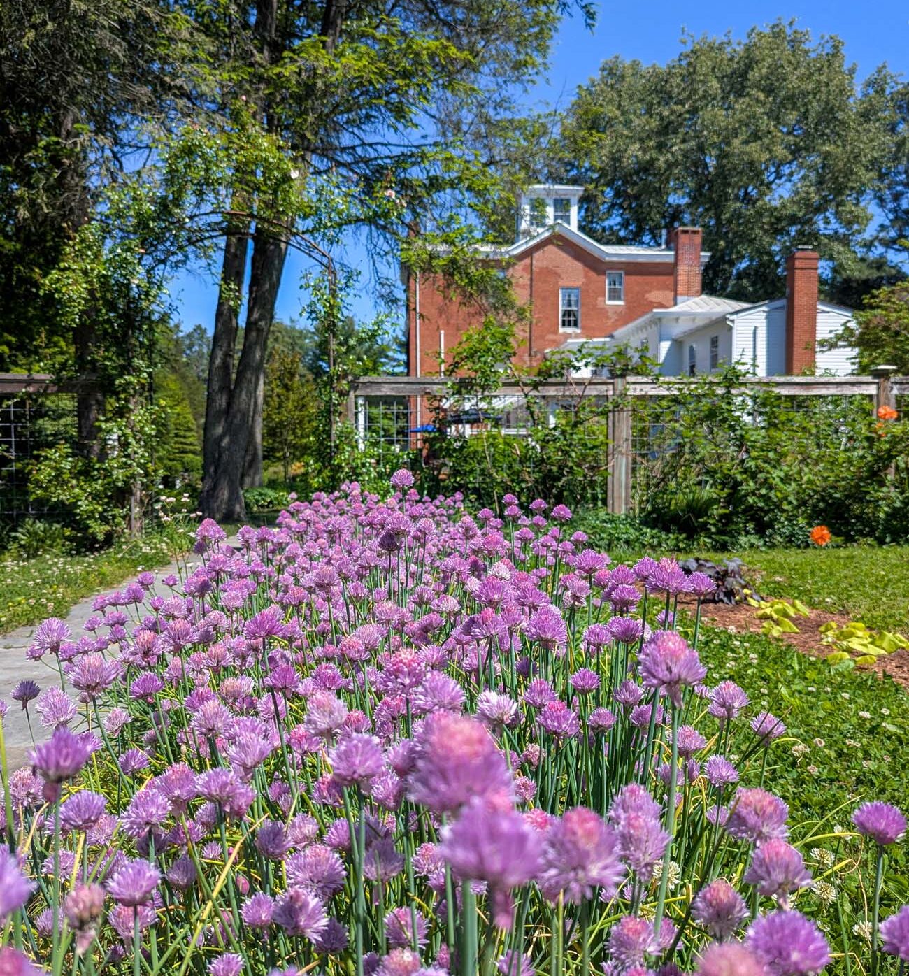 A wide-angle ground-level view of the Brampton 1860 herb and vegetable garden in early May, with hundreds of purple flowering chive blooms filling the foreground and a garden pathway visible to the left, the red brick and white clapboard historic manor house rising in the background against a bright blue sky