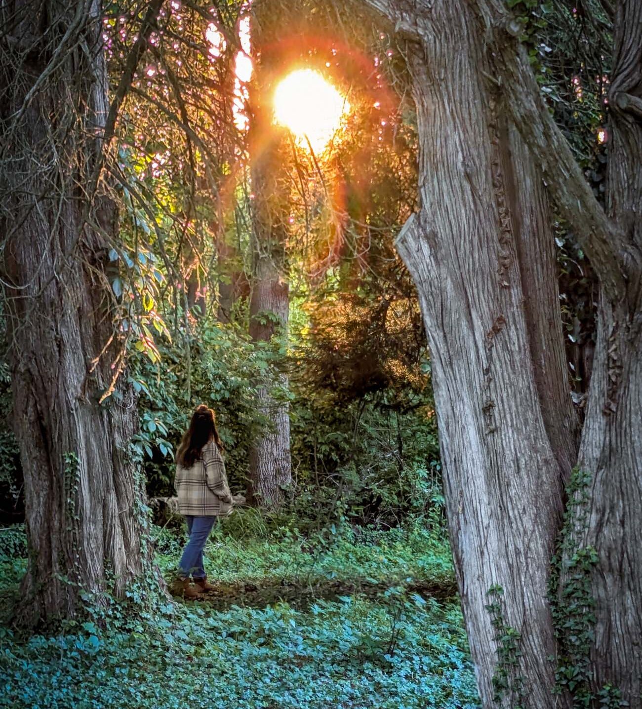 A woman in a plaid jacket and jeans standing between two large ancient cedar trees on the woodland trail at Brampton 1860, facing a dramatic burst of golden sunset light breaking through the dense canopy of vines and branches overhead, with a lush carpet of green ivy and clover covering the forest floor in the foreground