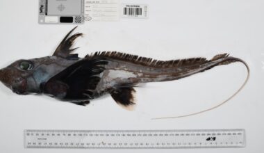 From ‘ghost sharks’ to ‘death ball’ sponges: Scientists find more than 1,100 wild and unusual ocean species - CTV News