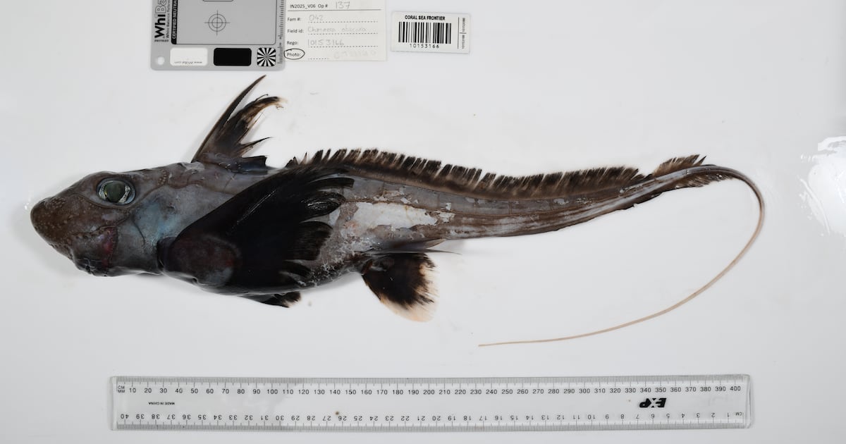 From ‘ghost sharks’ to ‘death ball’ sponges: Scientists find more than 1,100 wild and unusual ocean species - CTV News