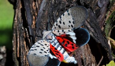 The spotted lanternfly was recently found in Ontario. Here’s why you should ‘squish them’ - CTV News