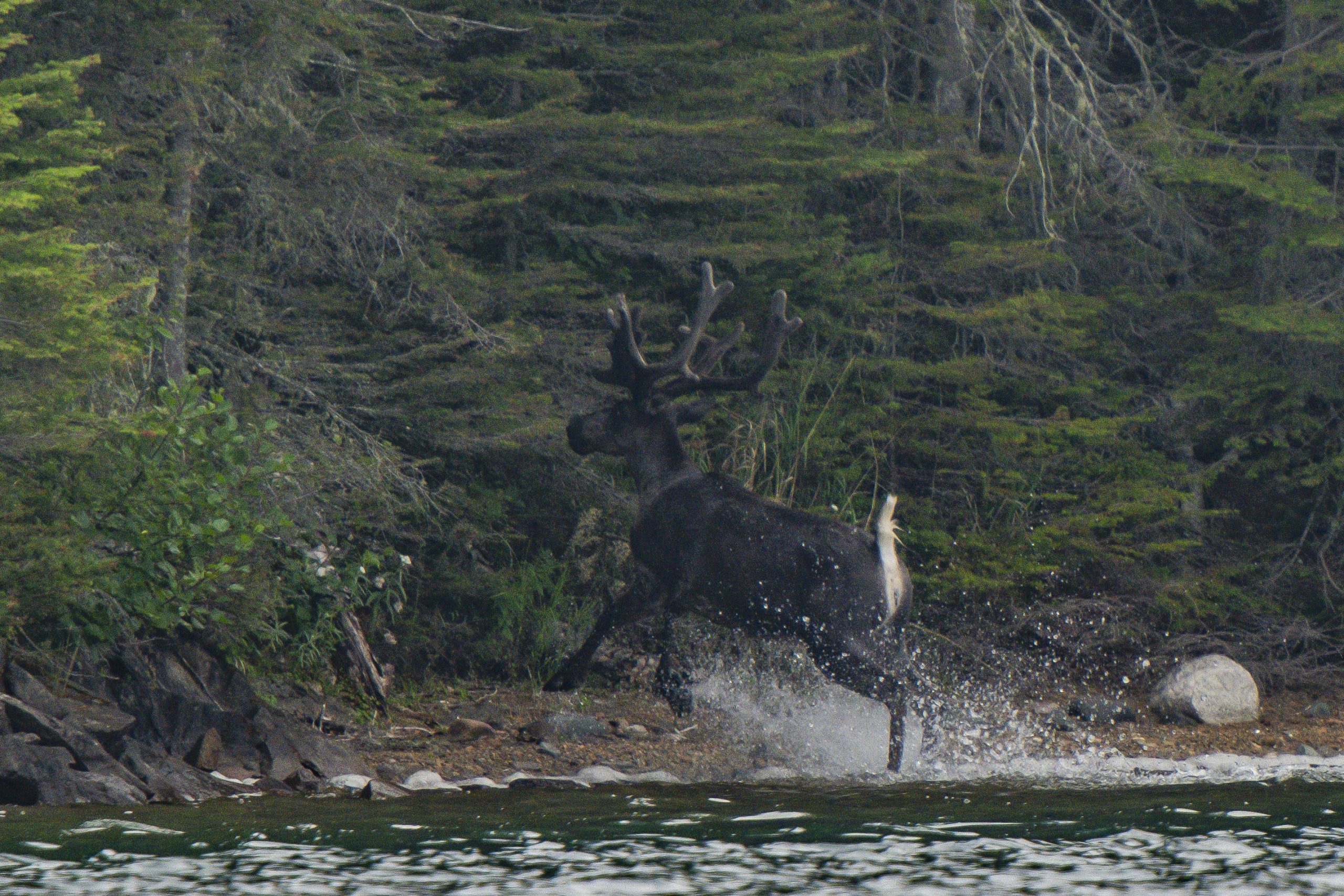 A dark-coloured caribou runs out of the water onto the rocky shore of a forested island