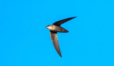 A chimney swift flies under a bright blue sky