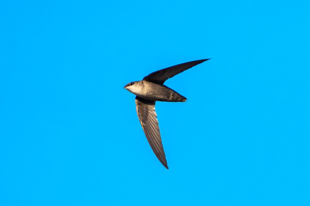 A chimney swift flies under a bright blue sky