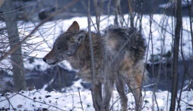 Ford says he howls ‘like a wolf’ to scare off Etobicoke coyotes