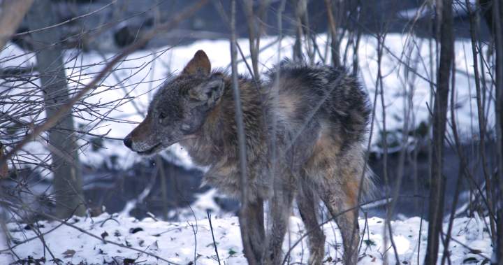 Ford says he howls ‘like a wolf’ to scare off Etobicoke coyotes