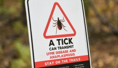 Montreal recorded its highest number of Lyme disease cases in 2025