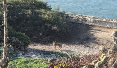 Researchers discover where coyote that made epic swim to Alcatraz came from - National