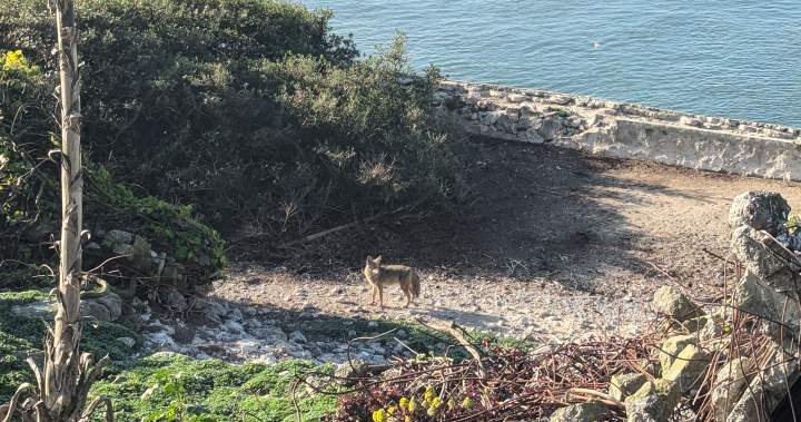 Researchers discover where coyote that made epic swim to Alcatraz came from - National
