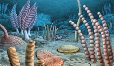 Canadian fossils may rewrite the origin story of animal life