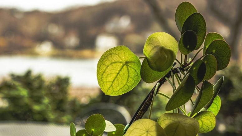 Chinese Money Plant (Pilea peperomioides)