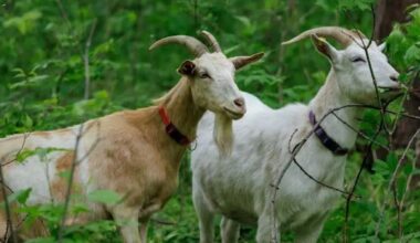 grazing goats part of invasive species fair in mississauga.