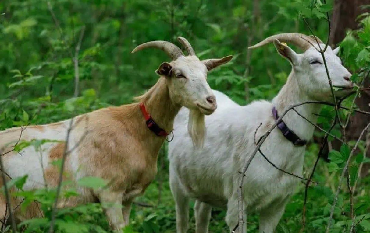 grazing goats part of invasive species fair in mississauga.