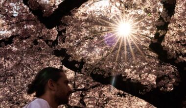 Trees counter half the world’s urban heating, but not where it’s needed most, study finds