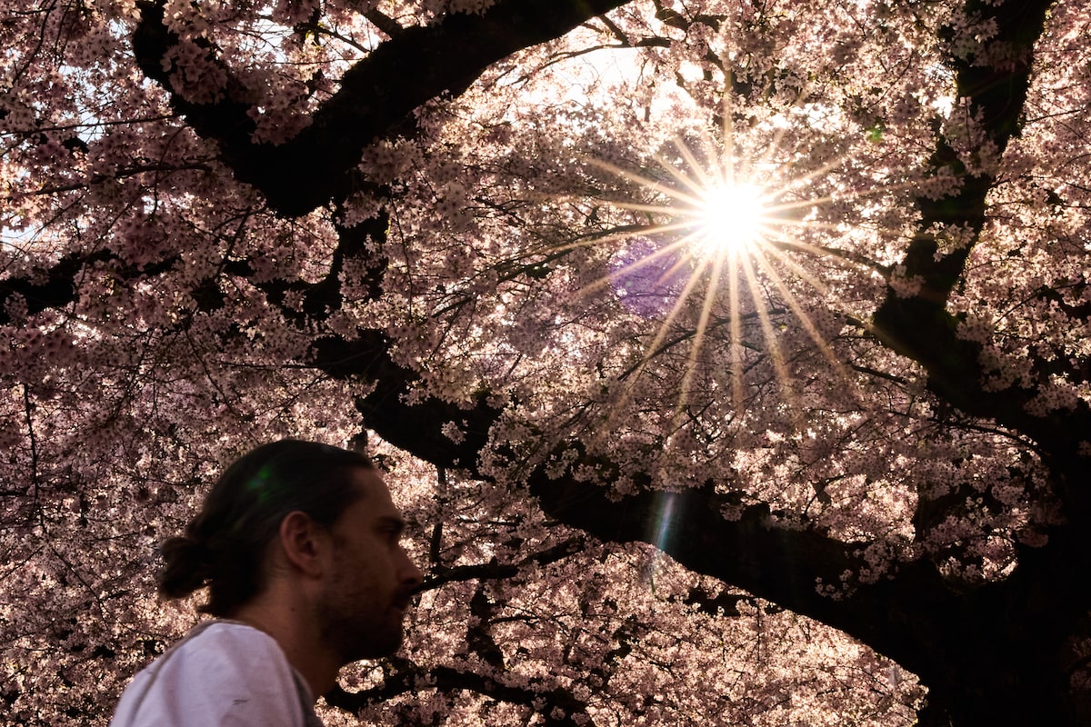 Trees counter half the world’s urban heating, but not where it’s needed most, study finds