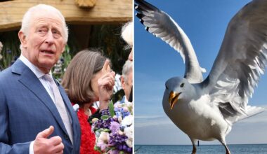 King Charles hit by seagull droppings during visit to Northern Ireland - CTV News