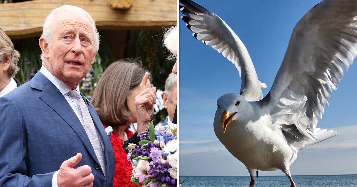 King Charles hit by seagull droppings during visit to Northern Ireland - CTV News