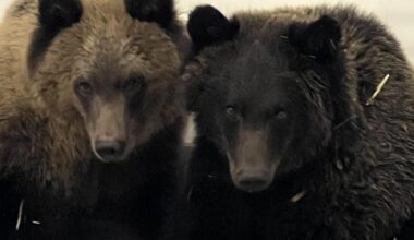 Orphaned bear cubs found near Diamond Valley make Calgary Zoo debut - OkotoksOnline.com