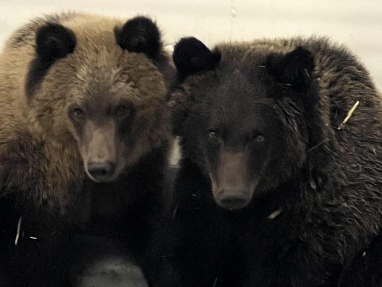 Orphaned bear cubs found near Diamond Valley make Calgary Zoo debut - OkotoksOnline.com