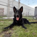 Front-view shot of a German Shepherd dog.