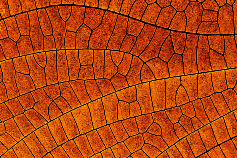 Close-up of an orange leaf showing intricate, dark vein patterns and textured surface, creating an abstract, mosaic-like appearance.